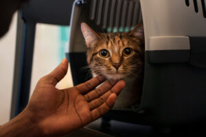 Voyager en avion avec son chat
