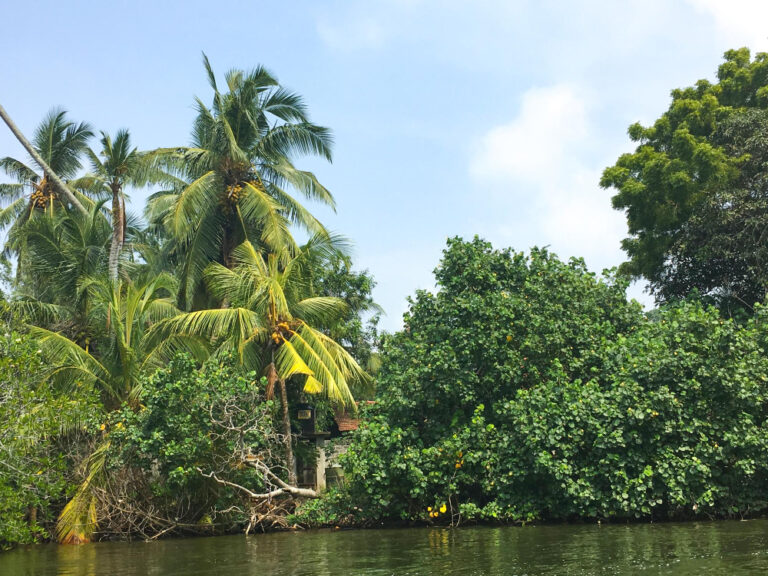 Immersion Écologique en Amazonie