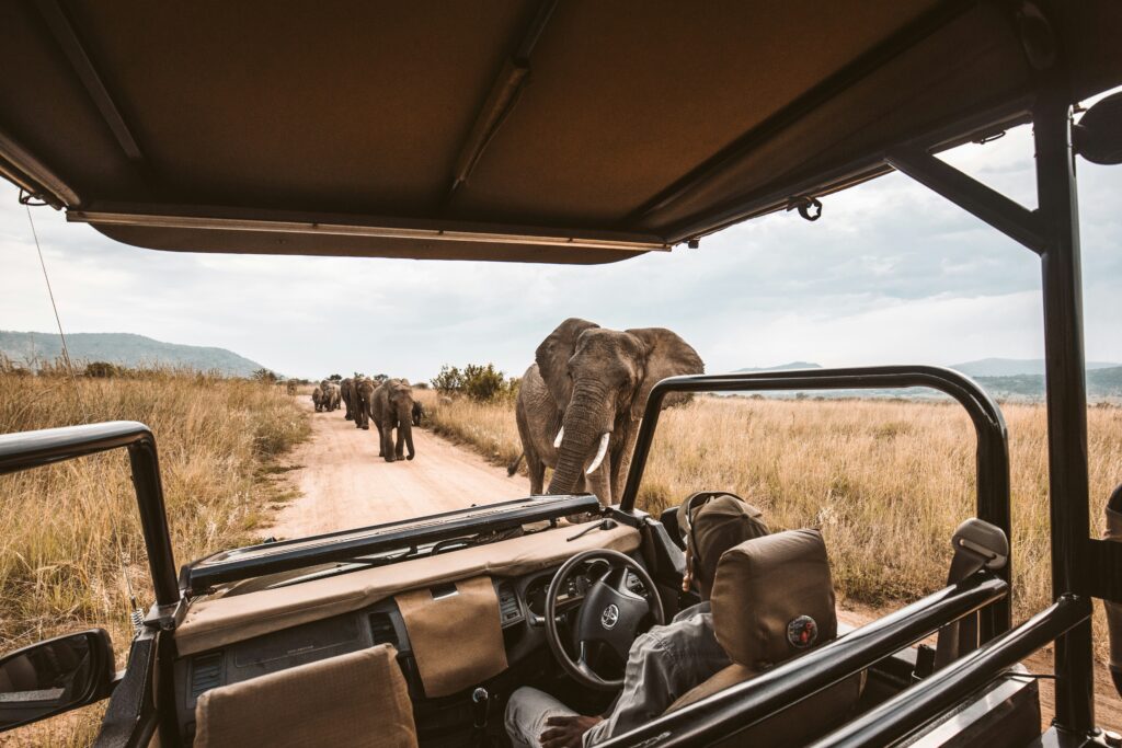 Organiser votre safari en Afrique pour une expérience inoubliable