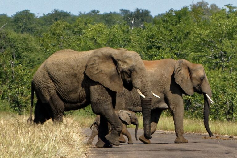 Voyage en Afrique du Sud en solo : les endroits à privilégier